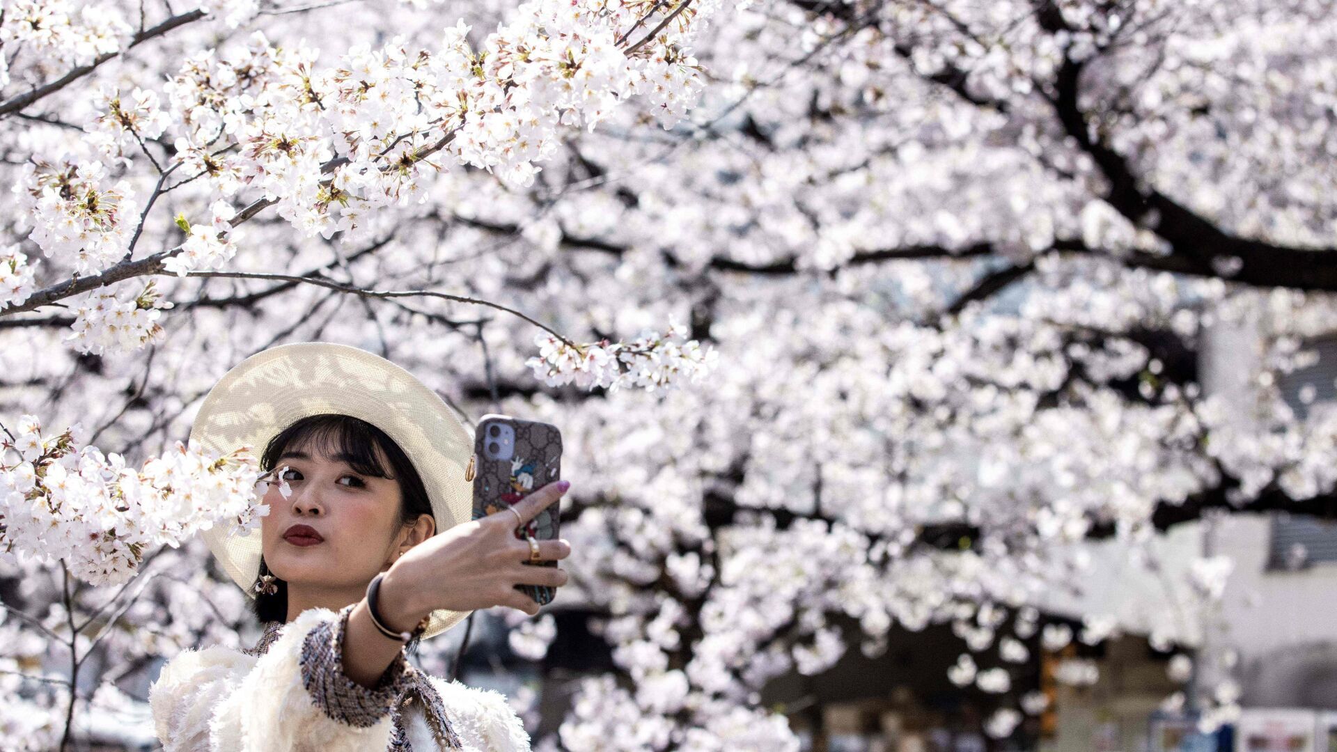 Japan cherry blossoms